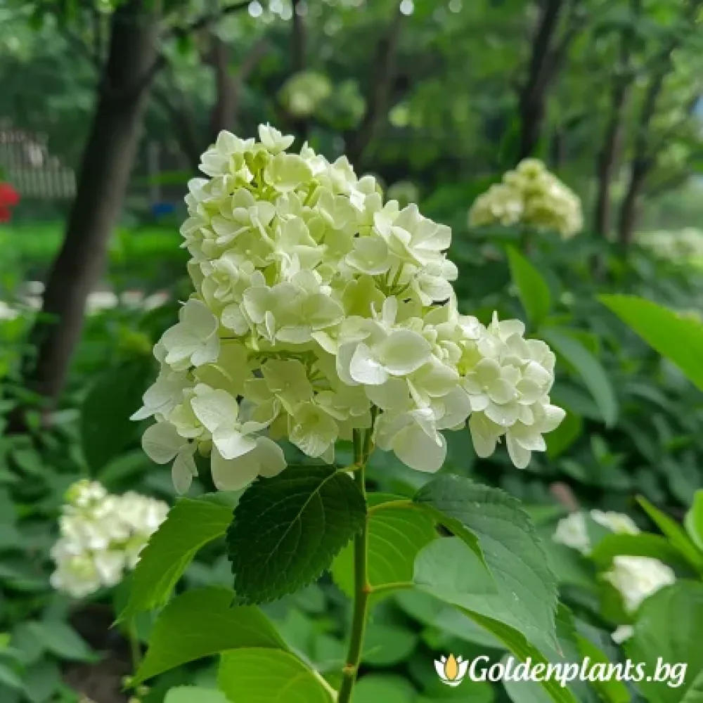 Хортензия Херкулес