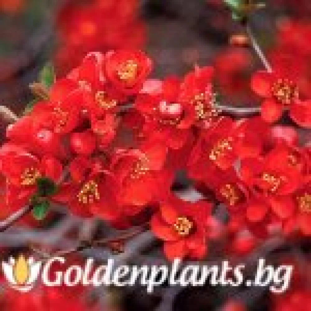 Японска дюля Crimson and Gold