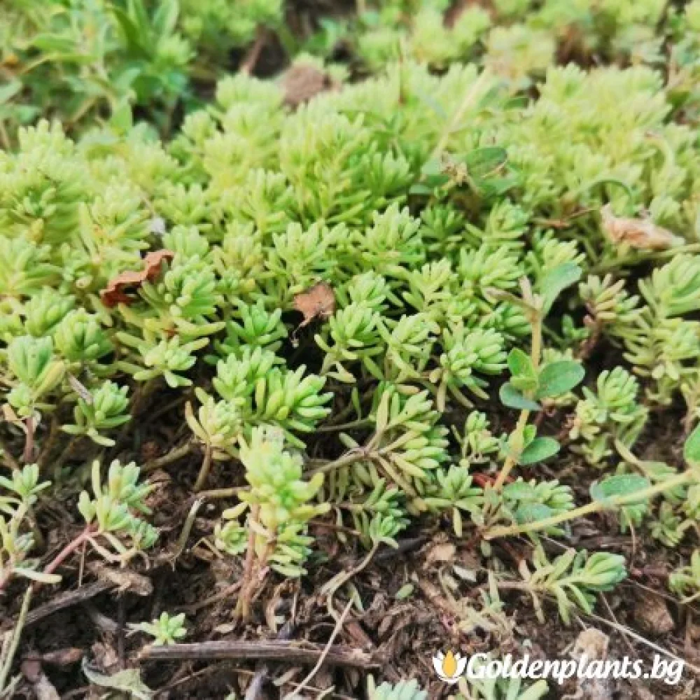 Седум green carpet зелен