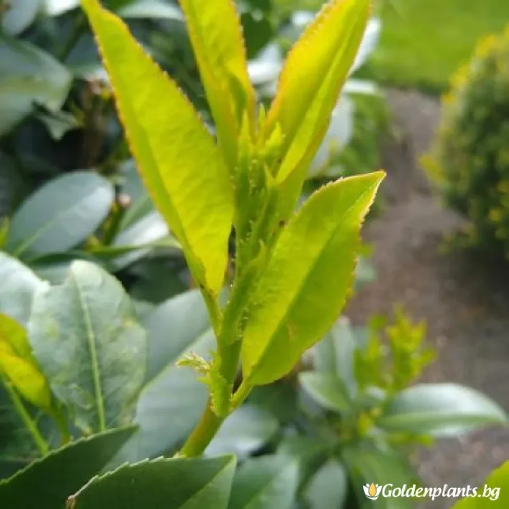 Лавровишна Пираня