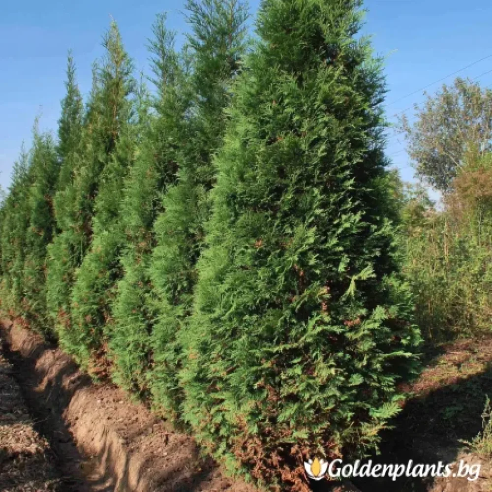Западна Туя Гелдерланд