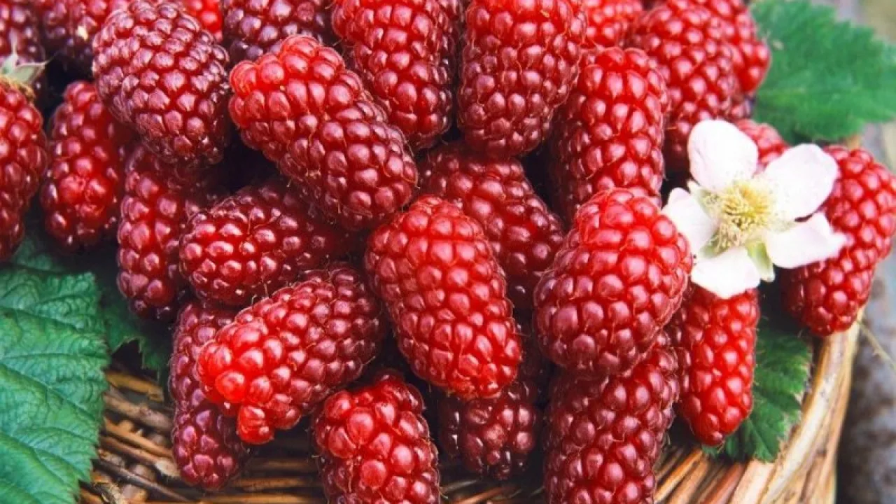 10 интересни факта за плода Тайбери