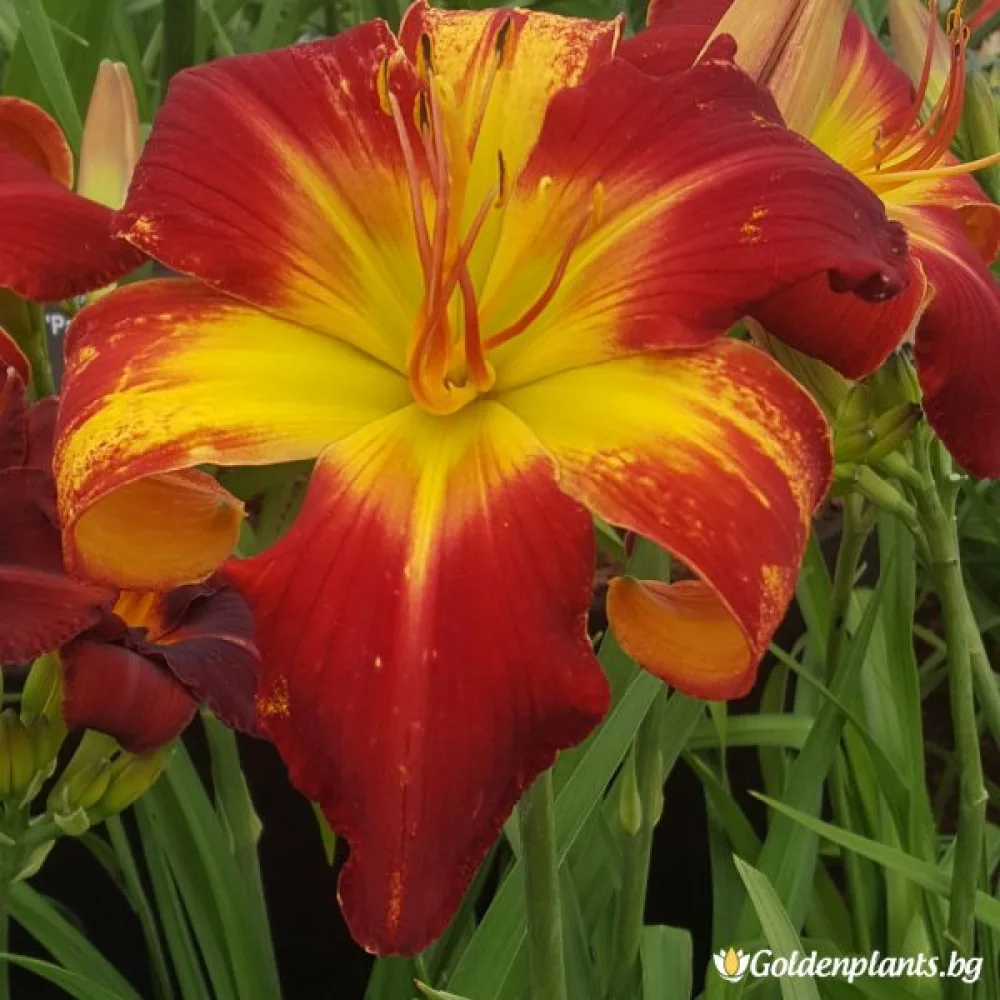 Хемерокалис /Hemerocallis/