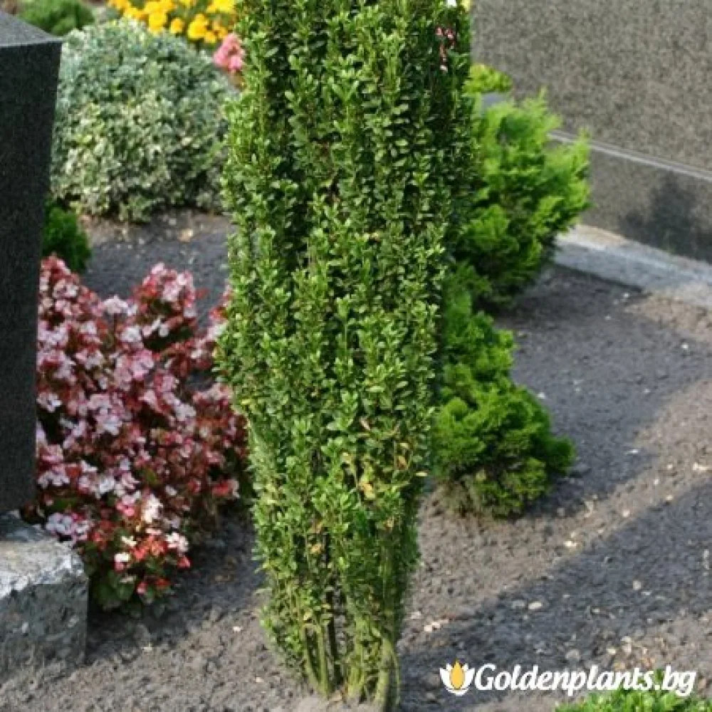 Японски падуб Фастигиата