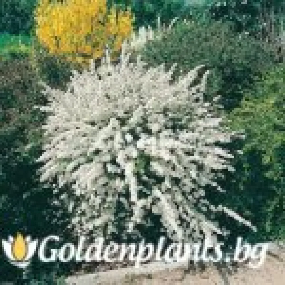 Спирея Aргута - 30 - 40 см