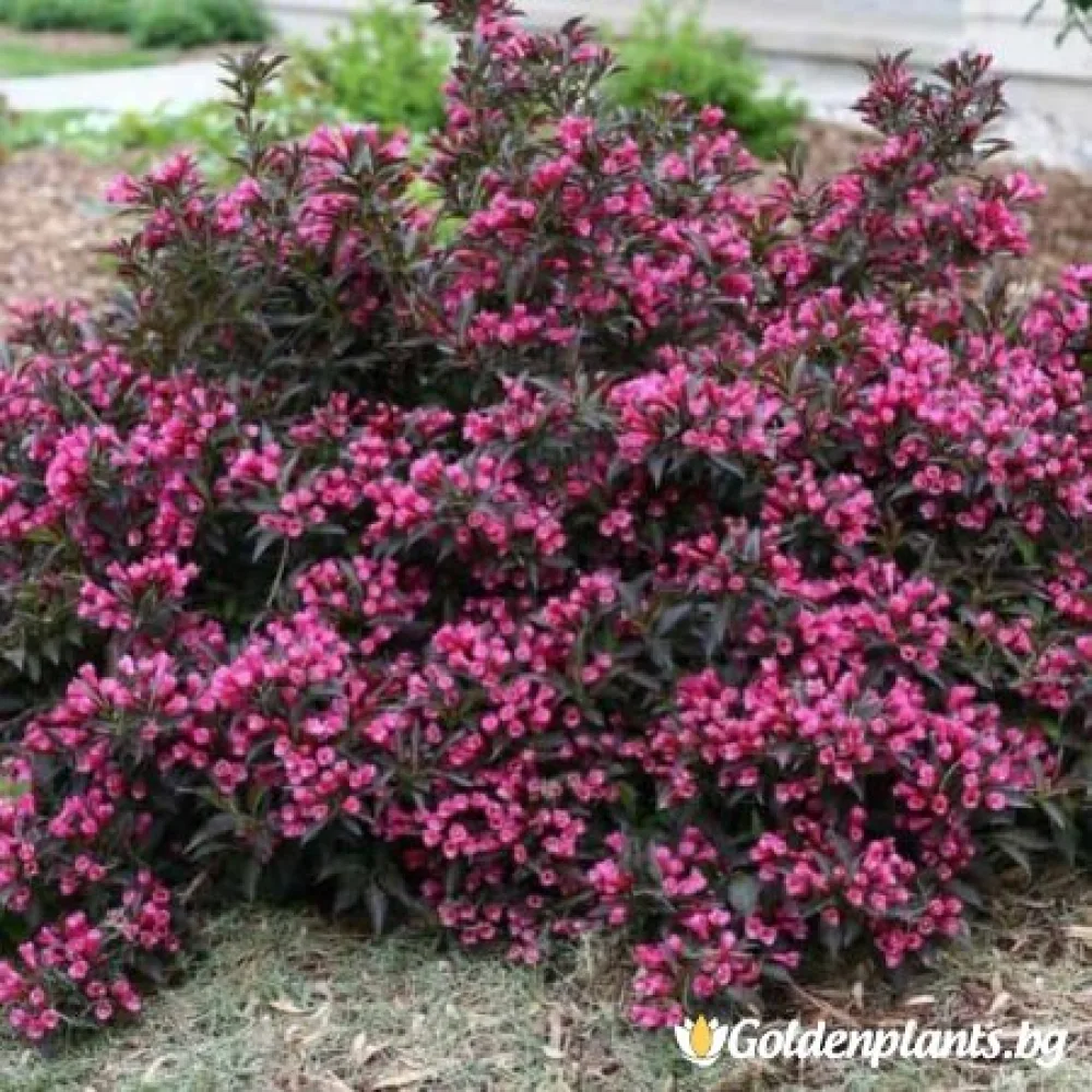 Вайгела florida Purpurea