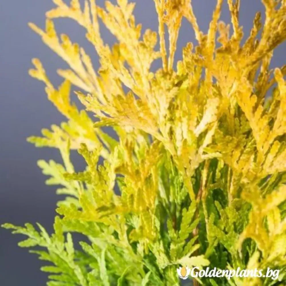 Западна туя Malonyana Aurea