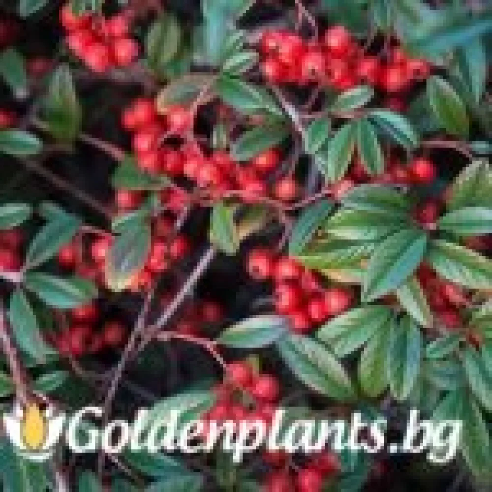 Котонеастър Salicifolia