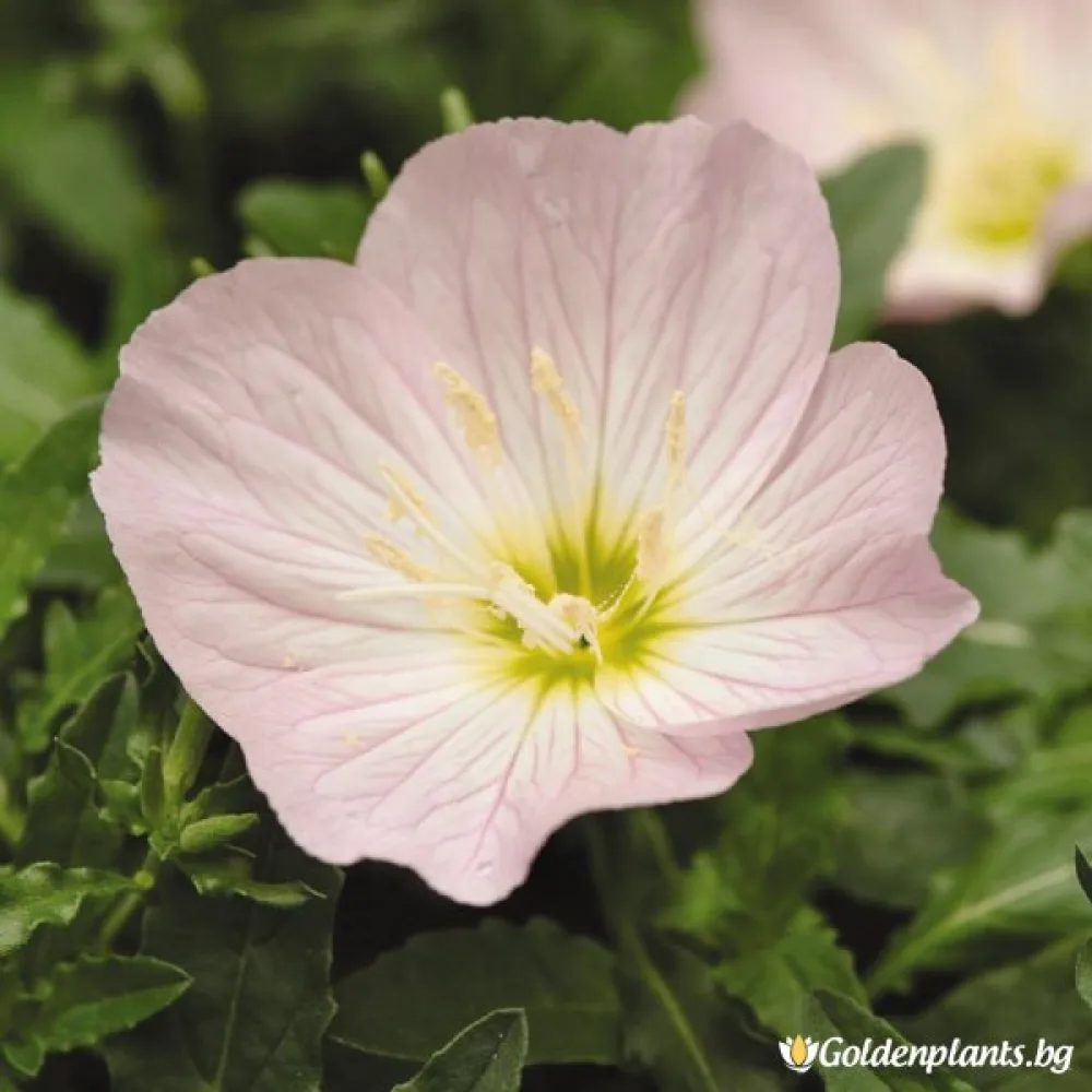 Йонотера