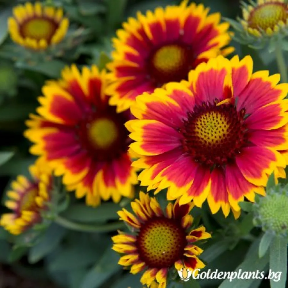Гайлардия оранжева / Gaillardia /