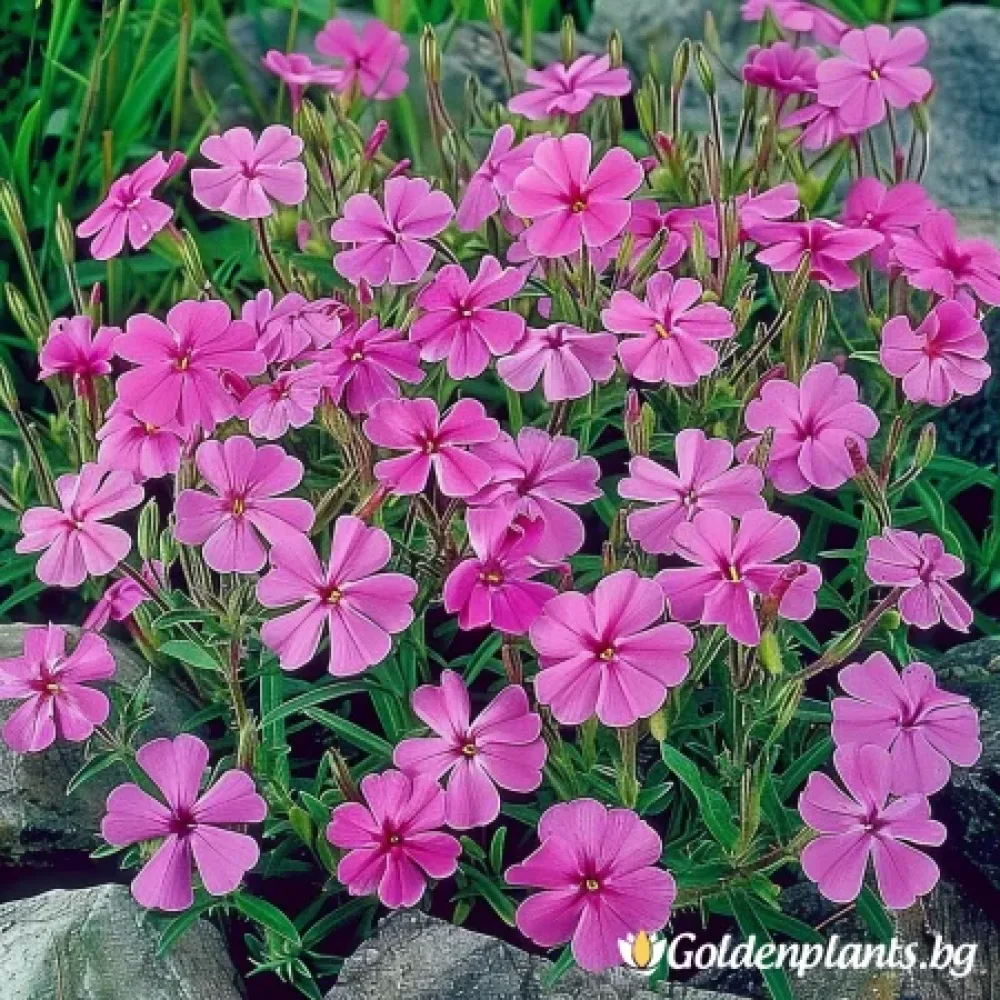 Флокс Самсон