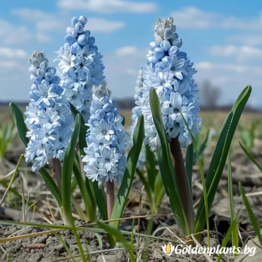 Ливанска Пушкиния