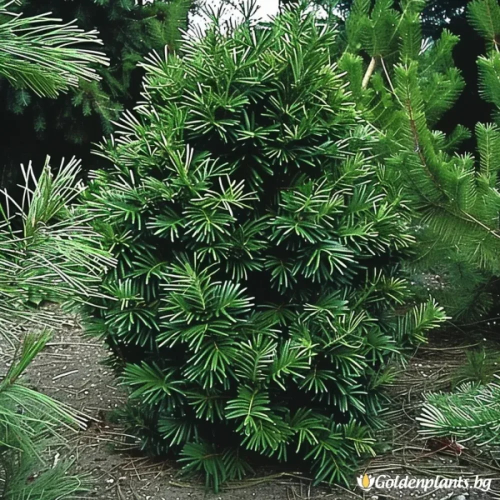 Цефалотаксус Харингтън