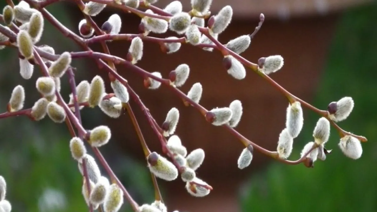 Плачеща върба Salix caprea Kilmarnock