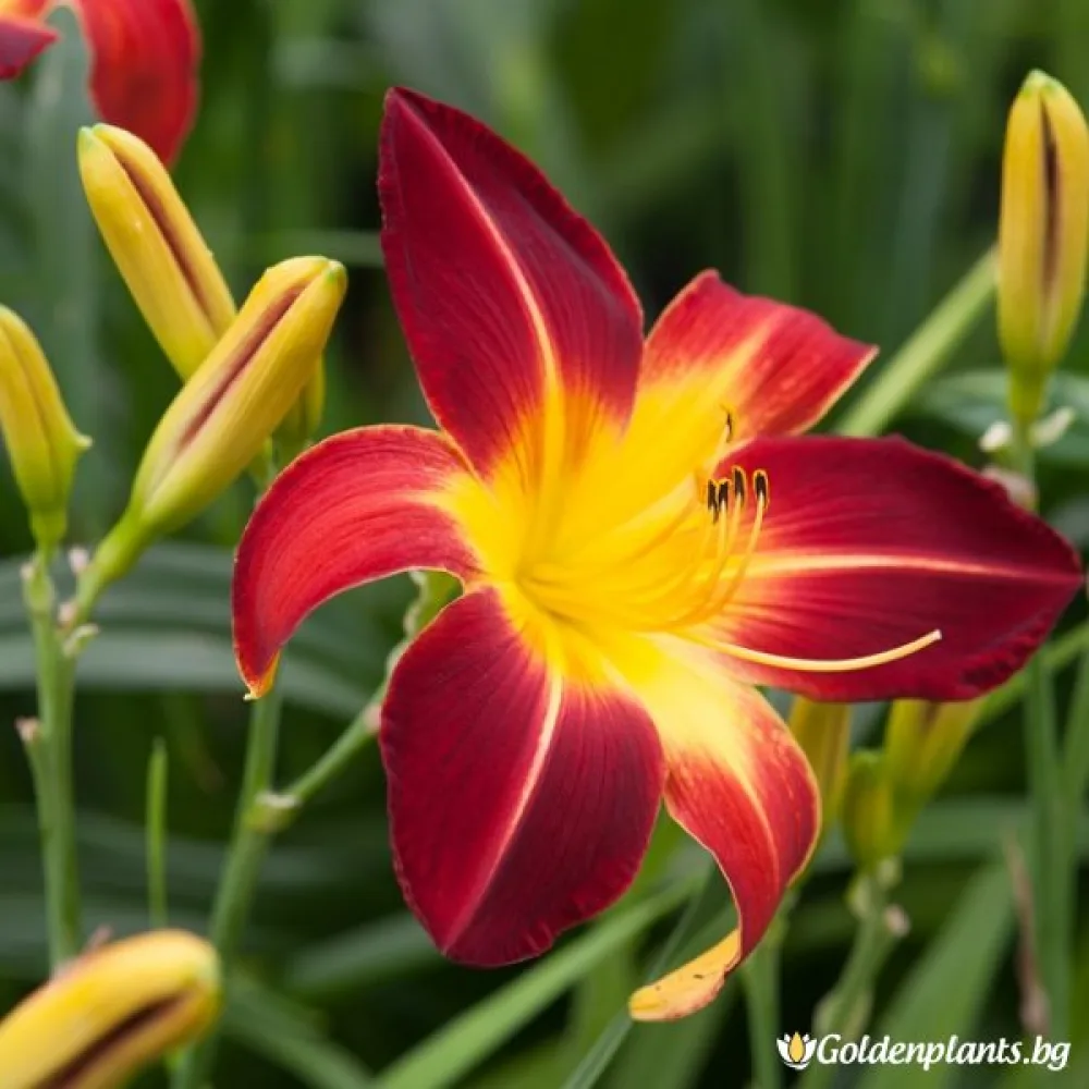 Хемерокалис /Hemerocallis/