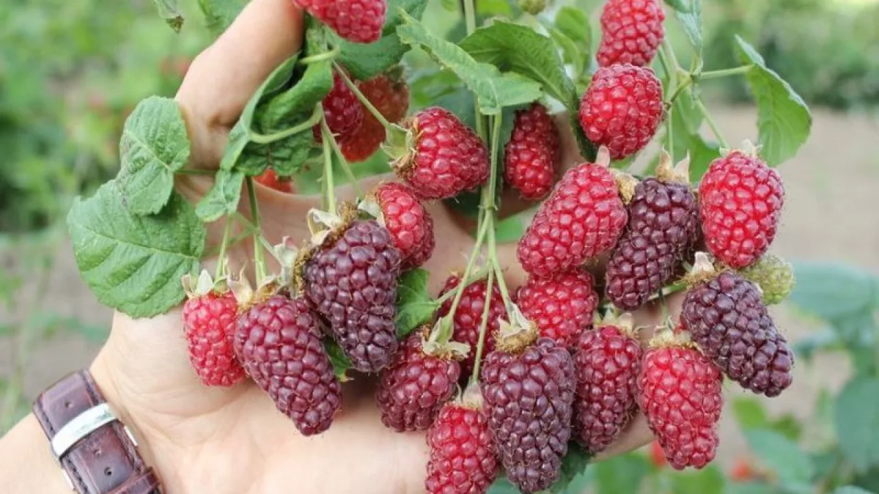 Плодът хибрид Тайбери - Tayberry