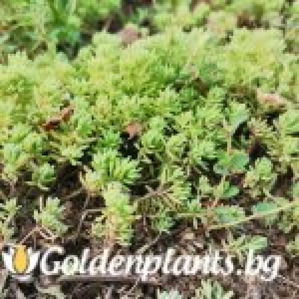 Седум green carpet зелен