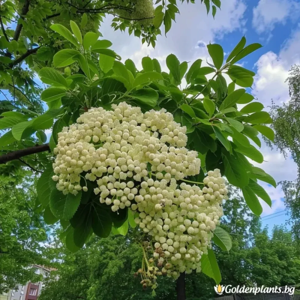 Офика Бяла 120см