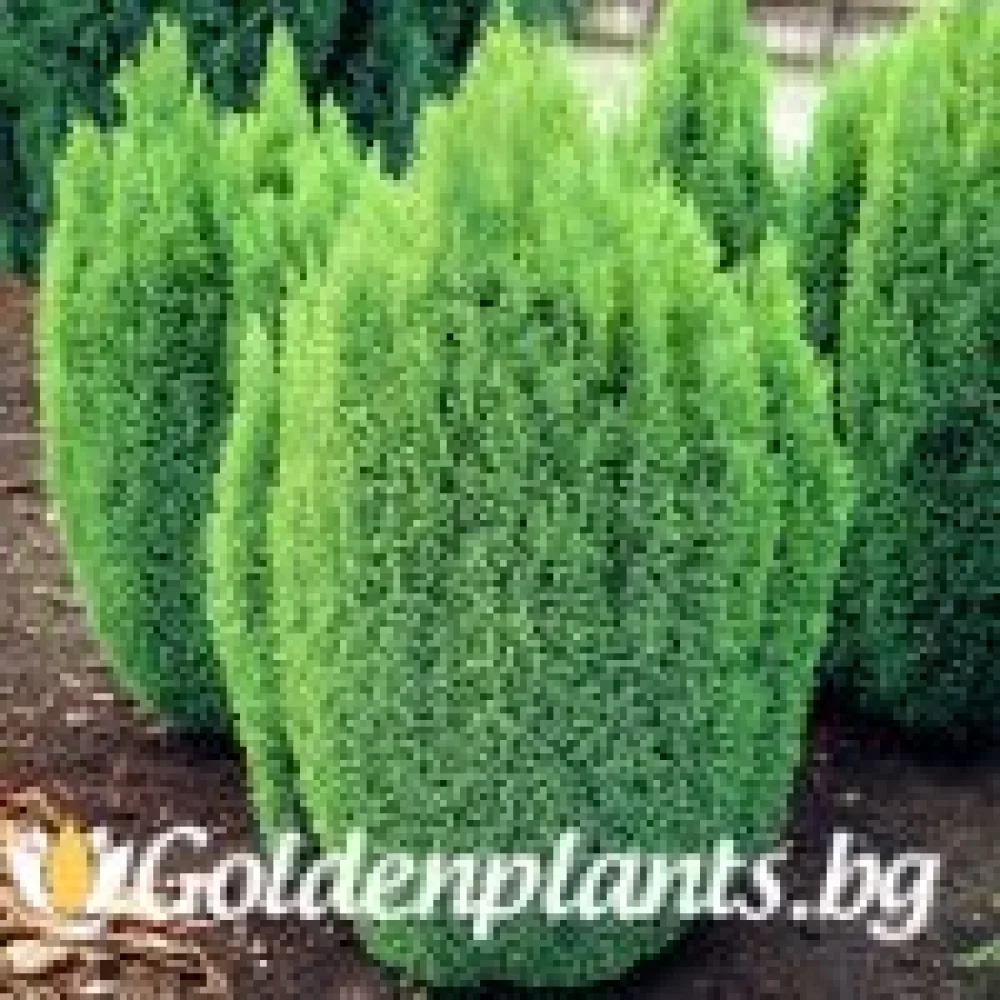 Лъжекипарис Ellwood and #039s Gold