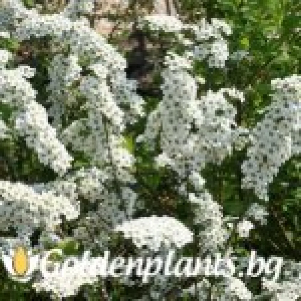 Спирея Aргута - 30 - 40 см
