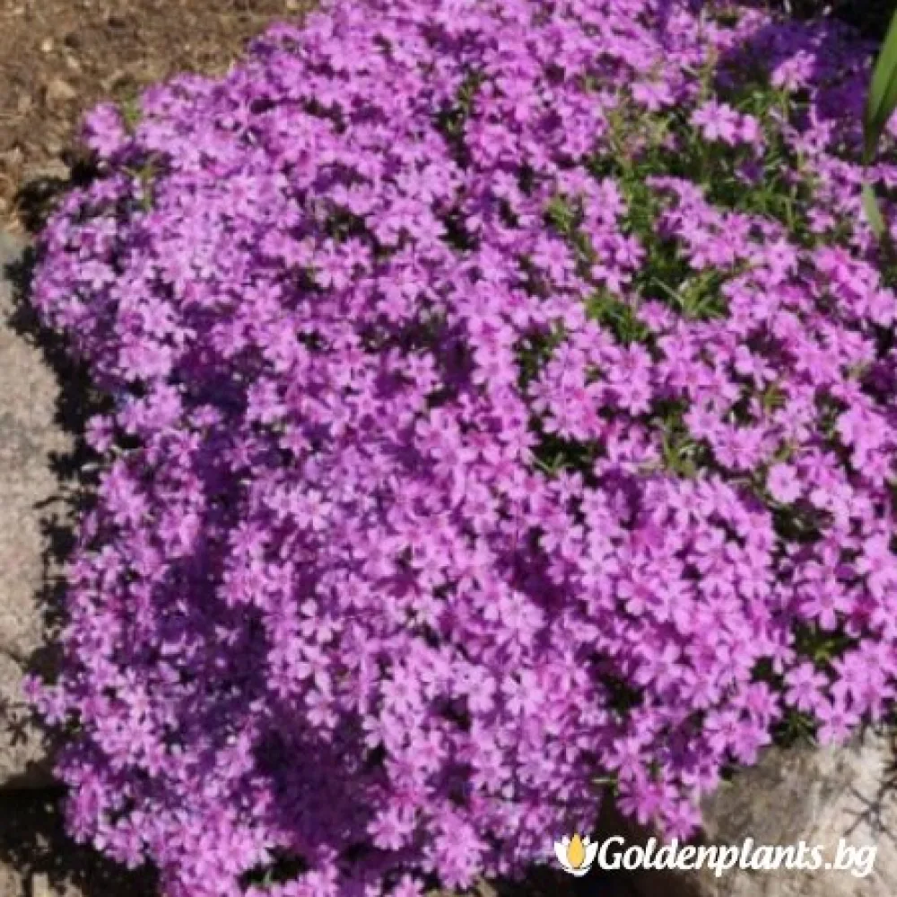 Алпийски Флокс Purple Beauty