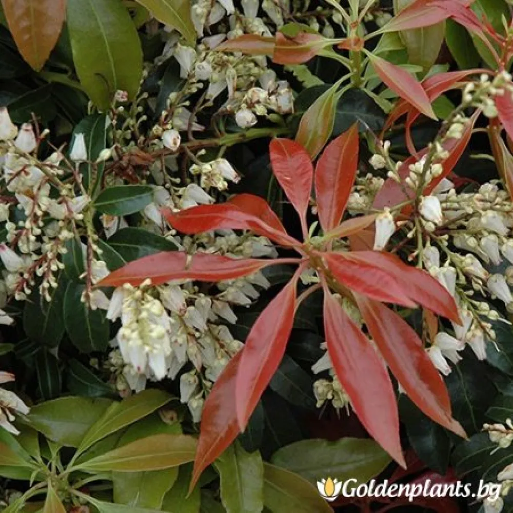 Пиерис японика Скарлет Охара