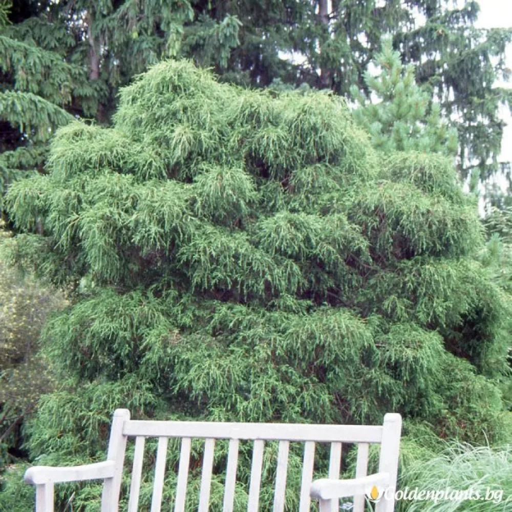 Савара кипарис Нана