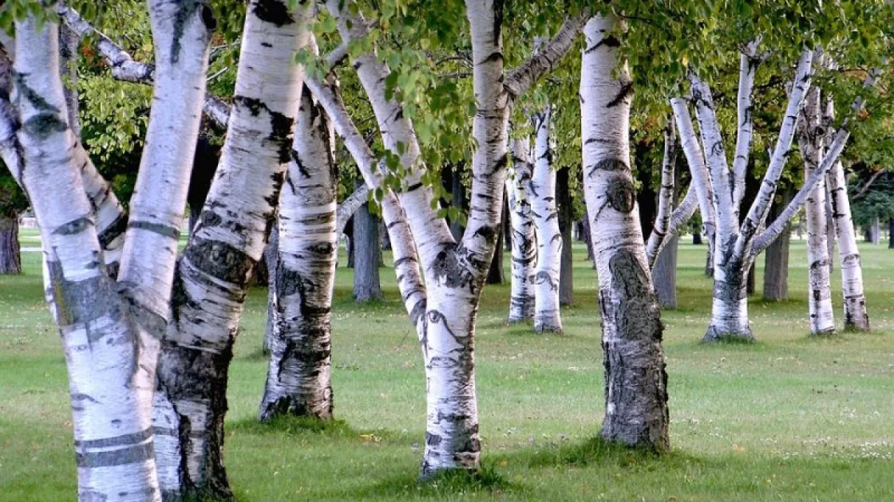 Бреза