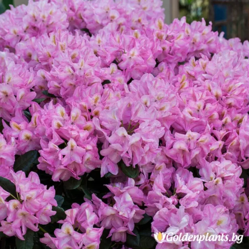 Рододендрон Аркадий