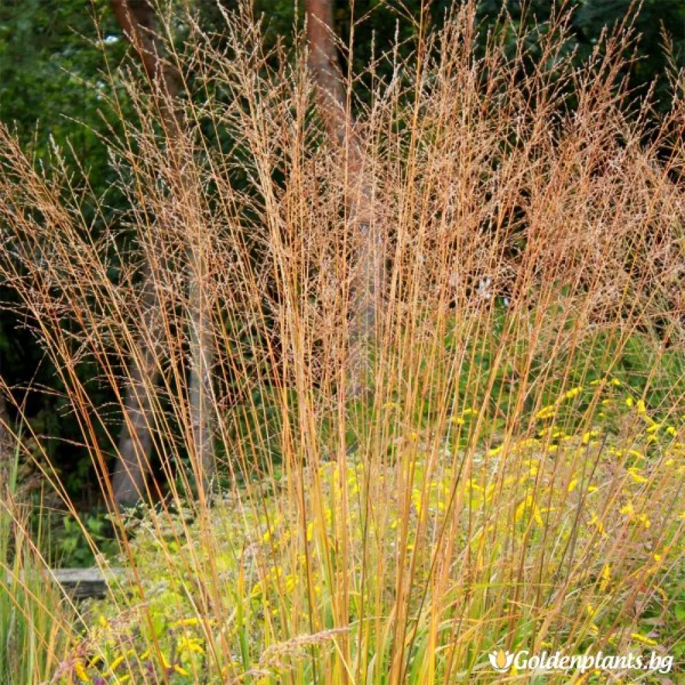 Молиния Карл Фьорстер