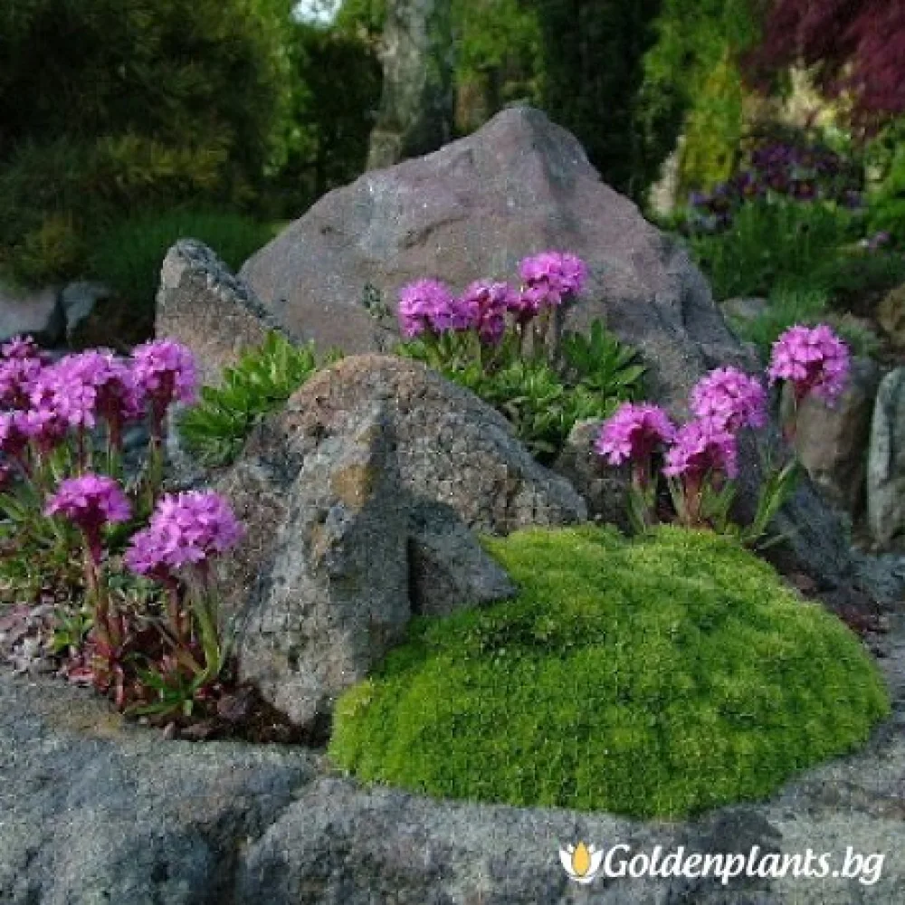 Лихнис Алпийски