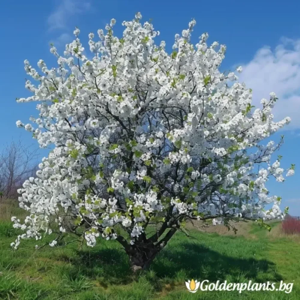 Японска вишна Ямадей