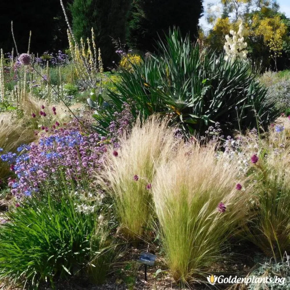 Стипа