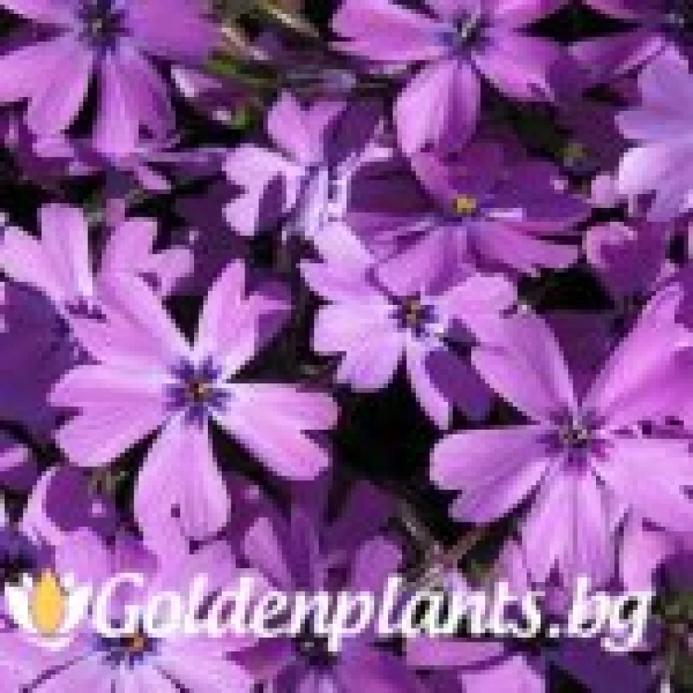 Алпийски Флокс Purple Beauty