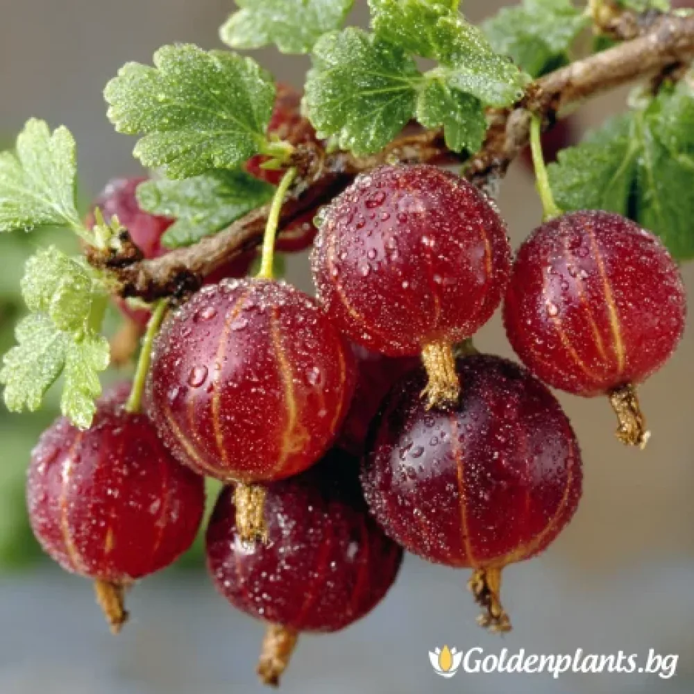 Цариградско грозде Каменар