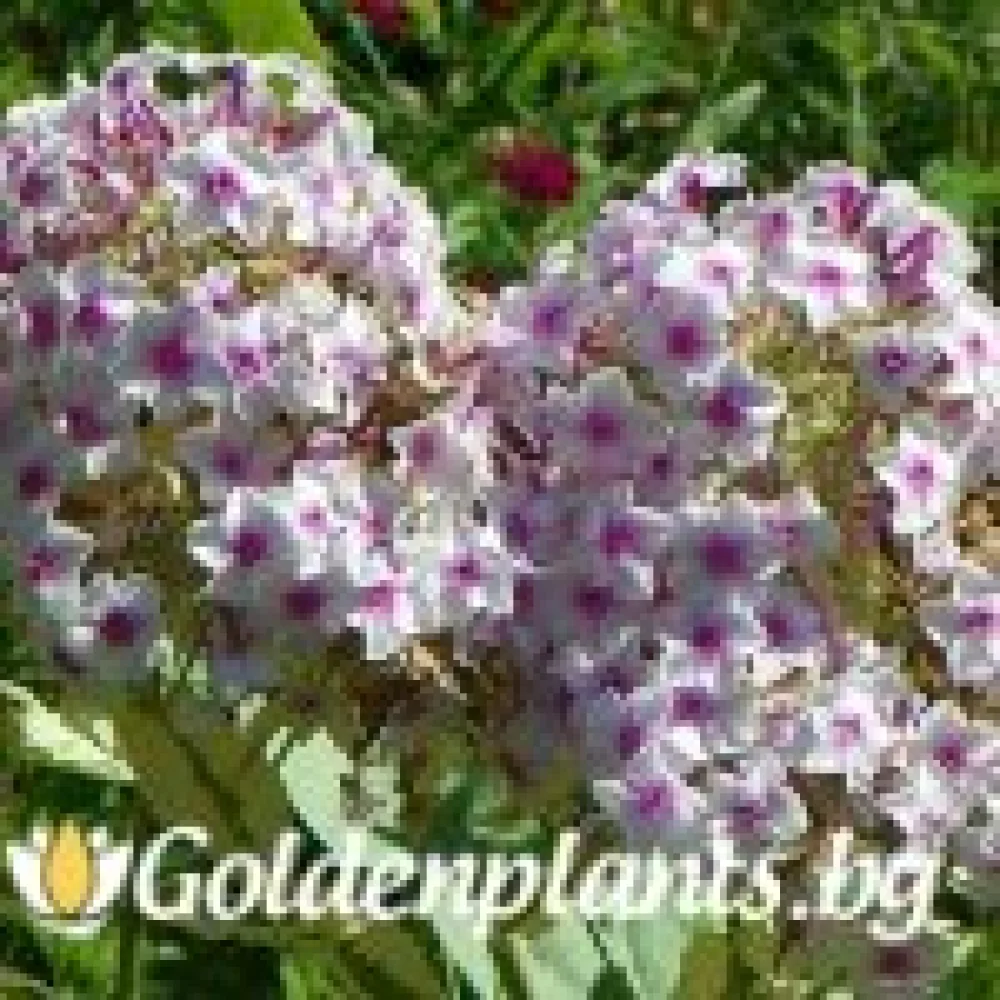 Алпийски флокс шарен
