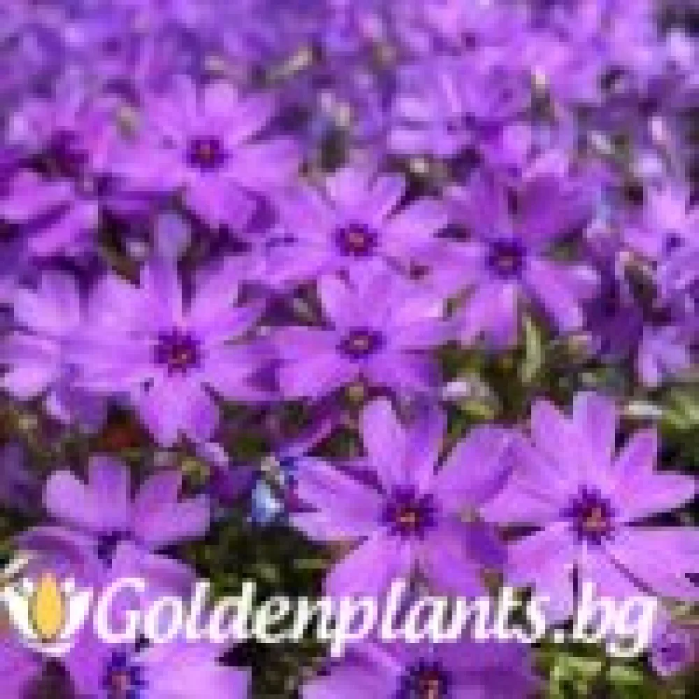 Алпийски Флокс Purple Beauty