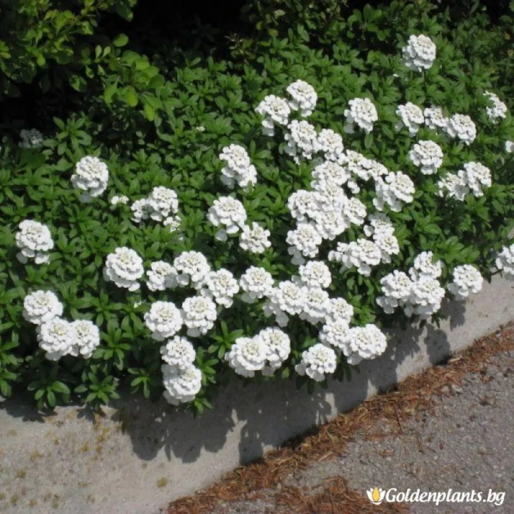 Иберис Снежинка
