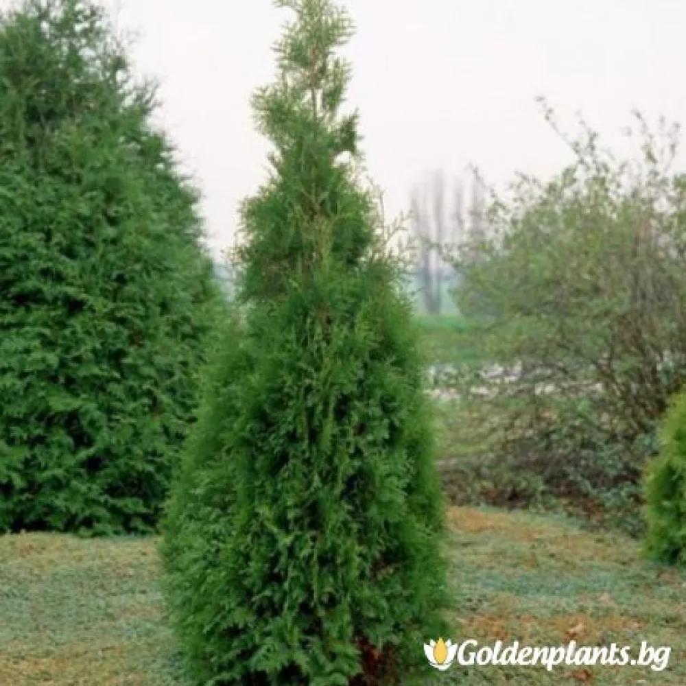 Западна Туя Брабант 30-50 см