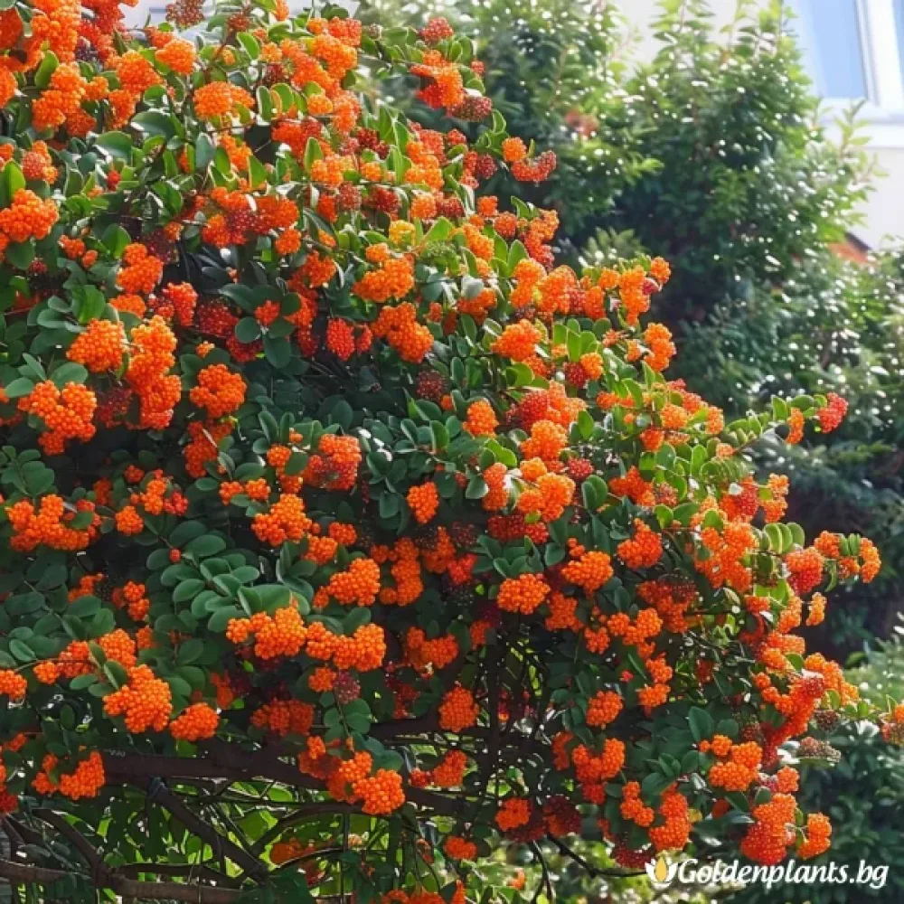 Пираканта Огнена Светлина