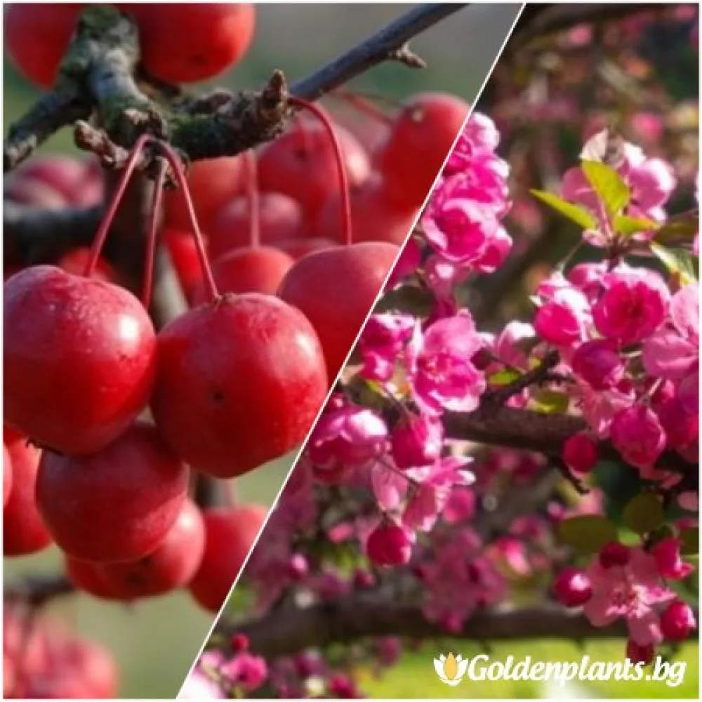 Декоративна райска ябълка Ола