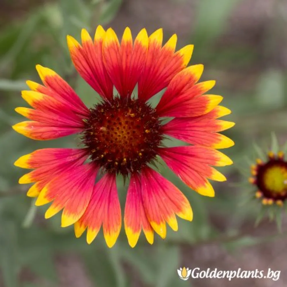 Гайлардия оранжева / Gaillardia /
