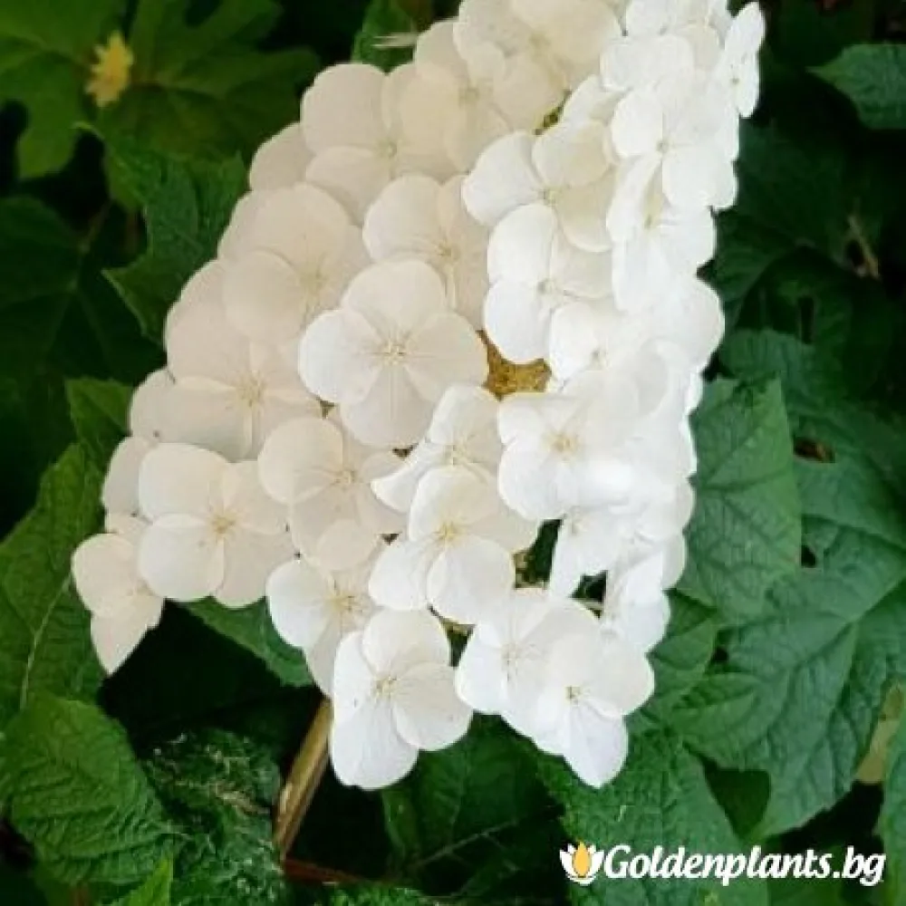 Хортензия Аплоуз