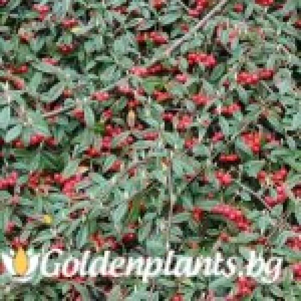 Котонеастър Salicifolia
