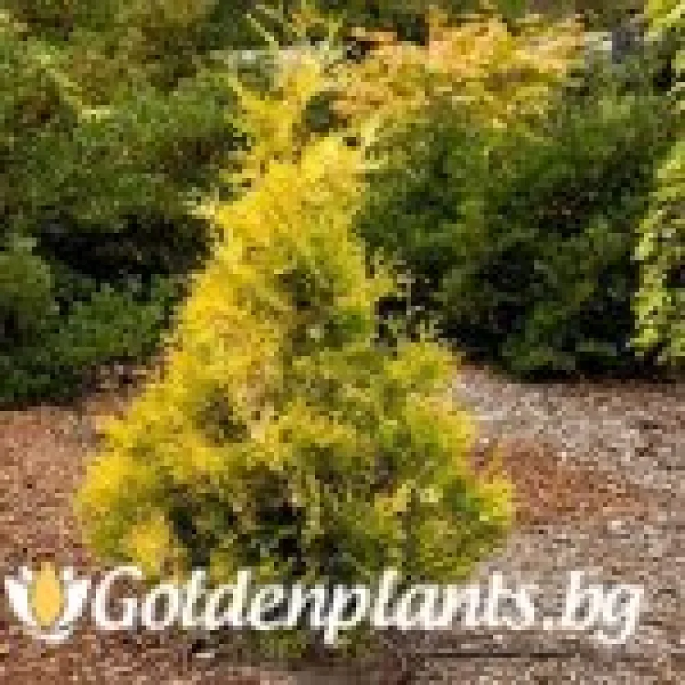 Западна туя Malonyana Aurea
