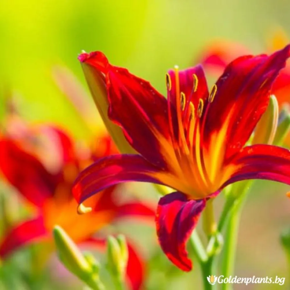 Хемерокалис /Hemerocallis/