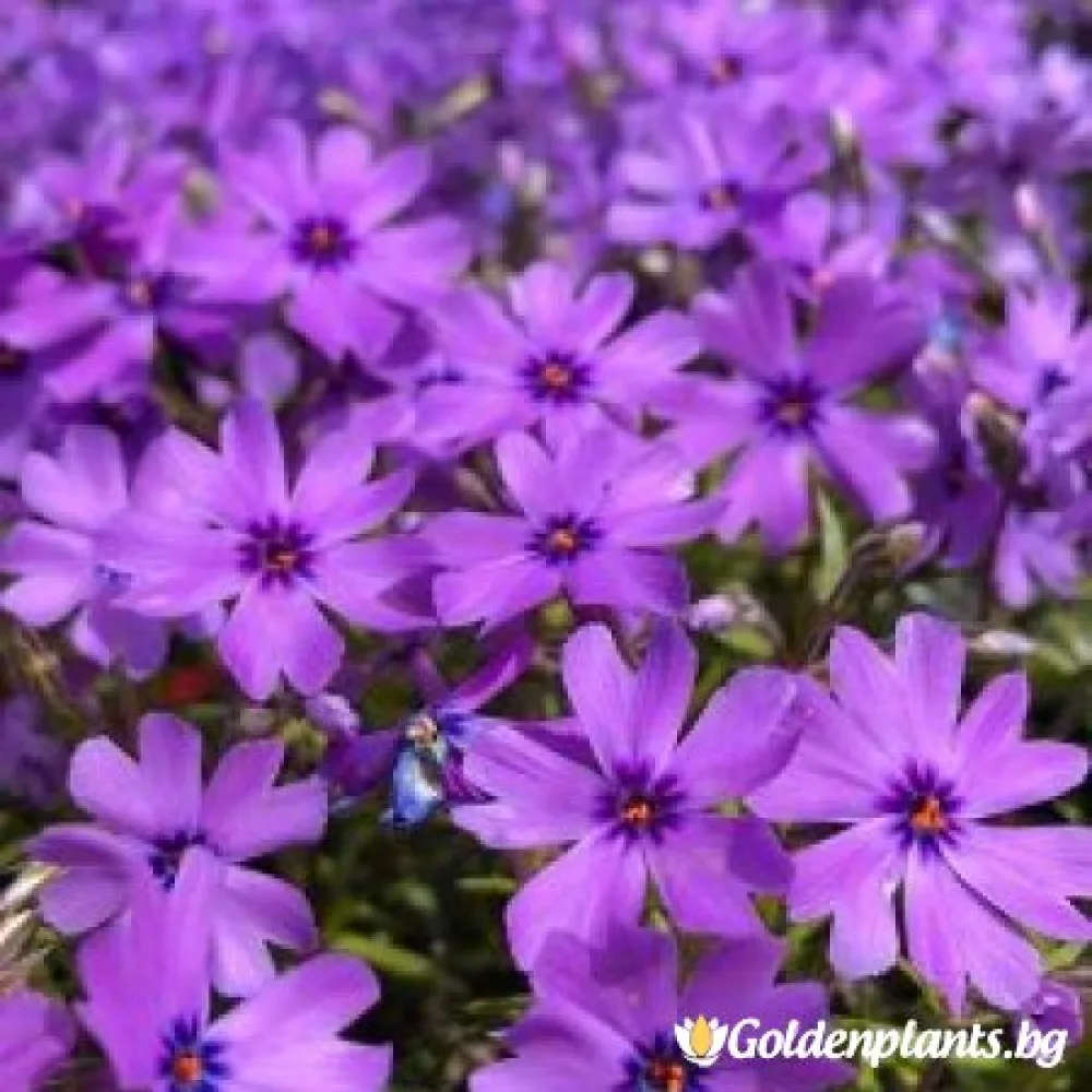 Алпийски Флокс Purple Beauty