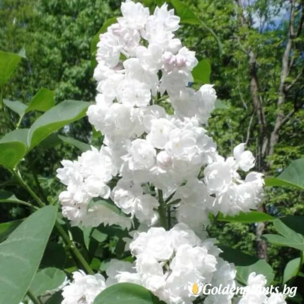 Люляк Спомен за Колесниково