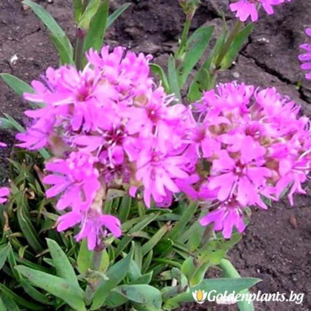 Лихнис Алпийски