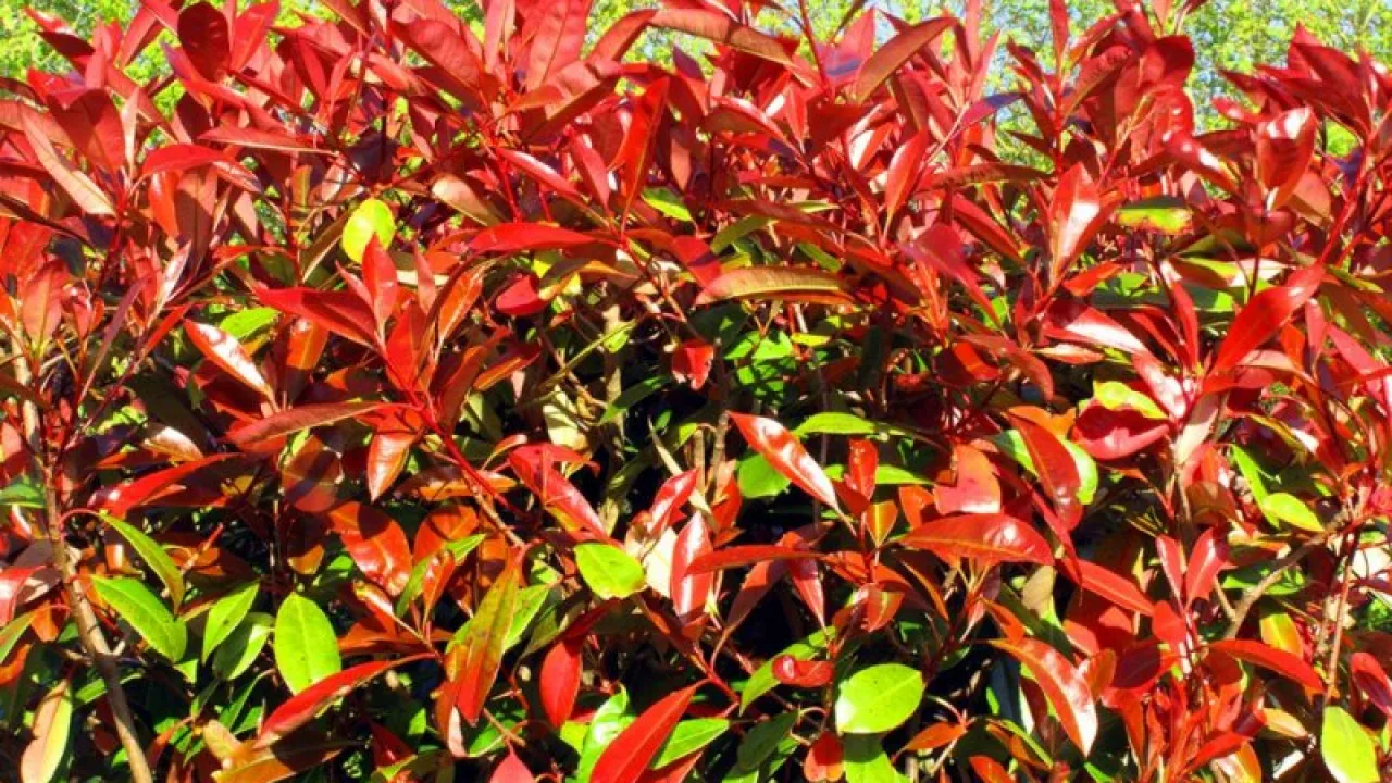 Фотиния - Photinia